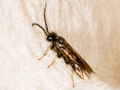 Cladius pectinicornis